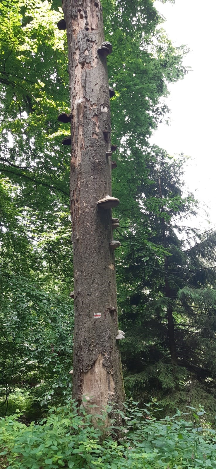 Unterwegs entdeckten wir einen Baumstamm mit vielen Baumpilzen... Unterwegs entdeckten wir einen Baumstamm mit vielen Baumpilzen...