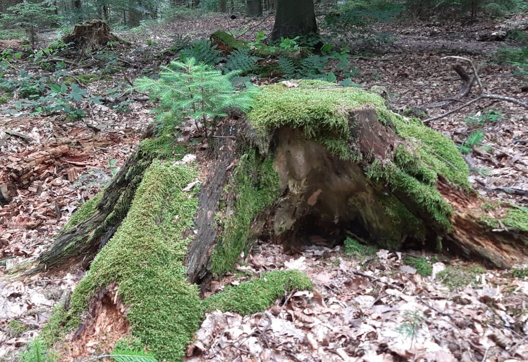 sowie neues Leben aus einem alten Baumstumpf (kleine Tanne). sowie neues Leben aus einem alten Baumstumpf (kleine Tanne).