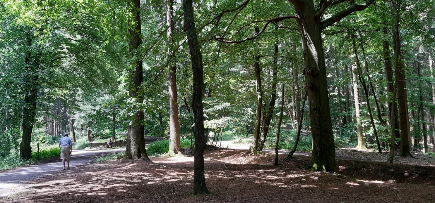 dann dem Waldweg entlang zum Sissi-Stein... dann dem Waldweg entlang zum Sissi-Stein...